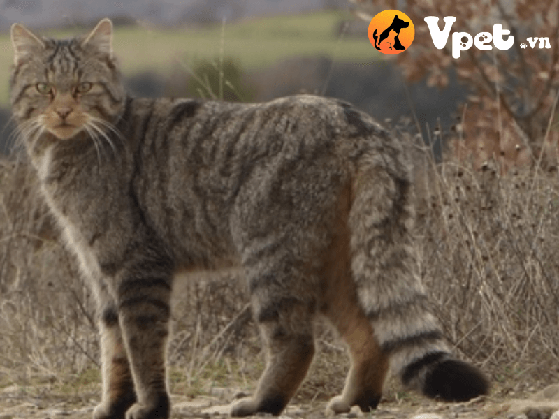 Giá bán của mèo rừng Caucasica