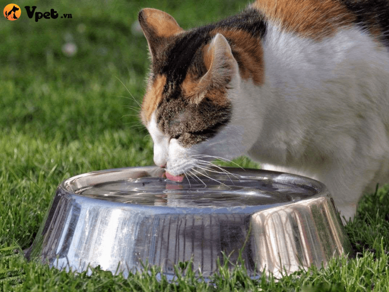 Nguyên nhân mèo không chịu uống nước