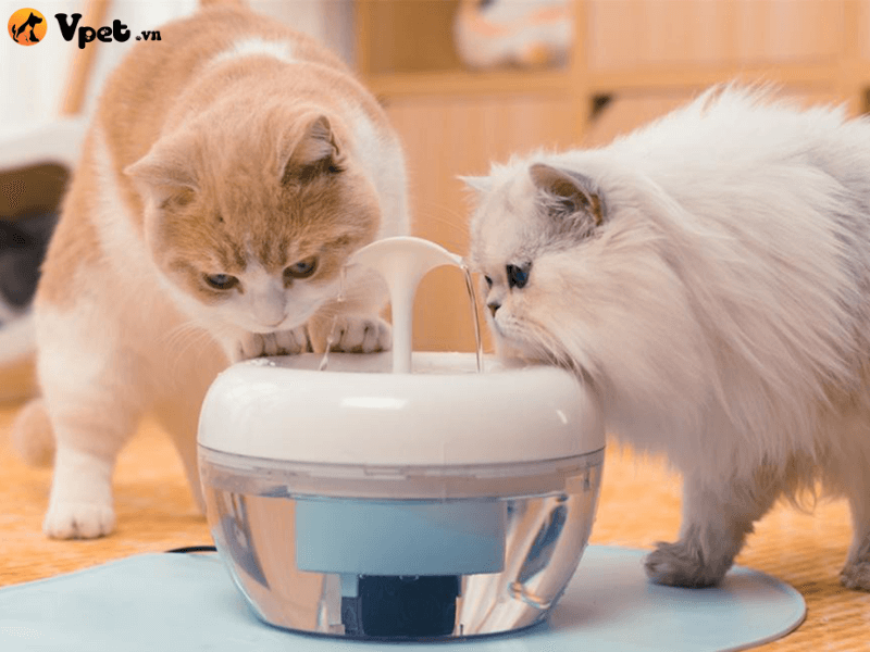 Ngăn ngừa tình trạng mất nước ở mèo