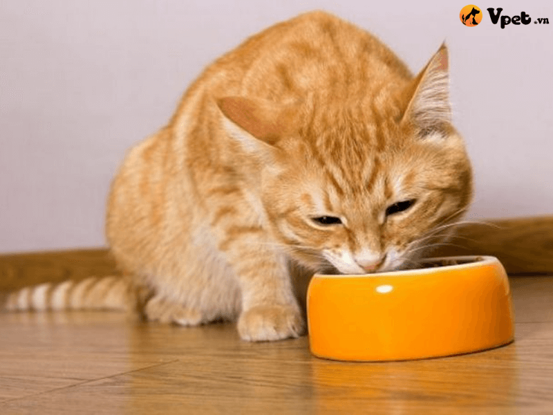Chăm sóc mèo không uống nước tại nhà
