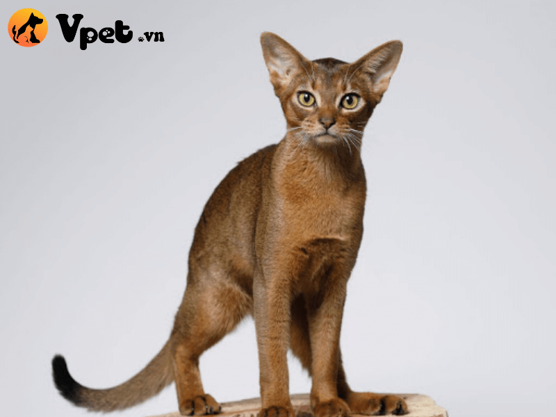 Mèo Abyssinian có giá bao nhiêu?