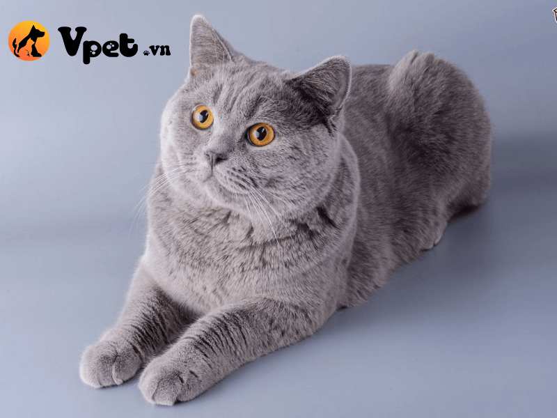 Mèo Chartreux có đặc điểm gì?