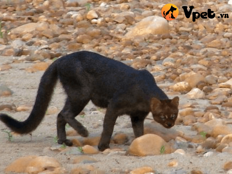 Ngoại hình của mèo Felis silvestris