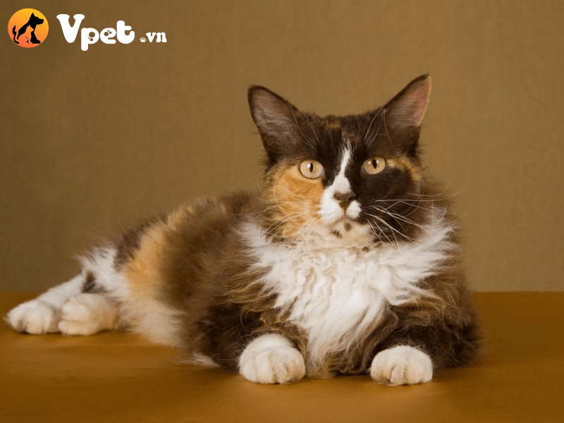 Mèo LaPerm  có giá bao nhiêu?
