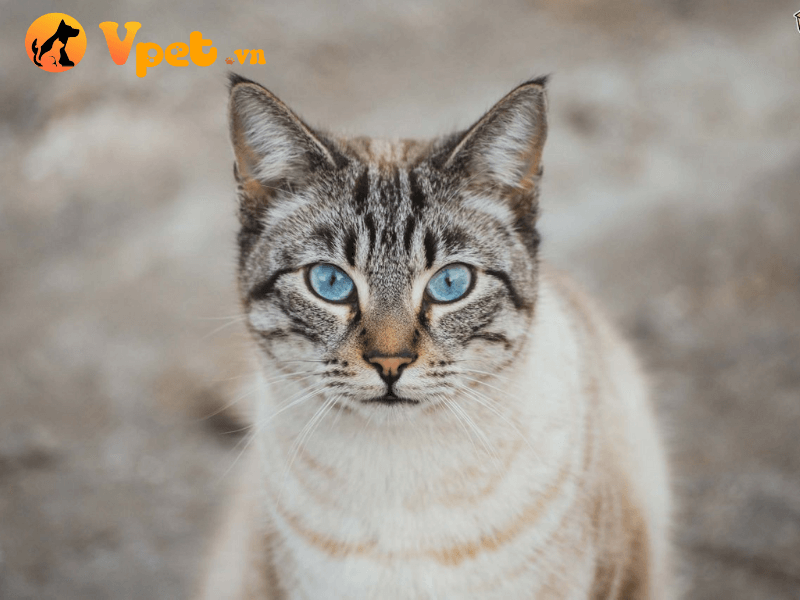 Mèo Ojos Azules  và ngoại hình xinh đẹp