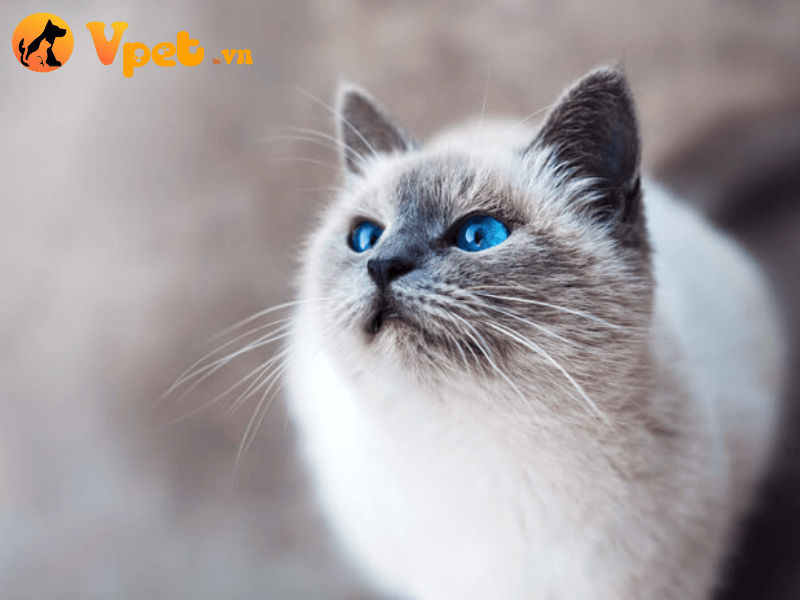 Mèo Ojos Azules  có giá bao nhiêu?