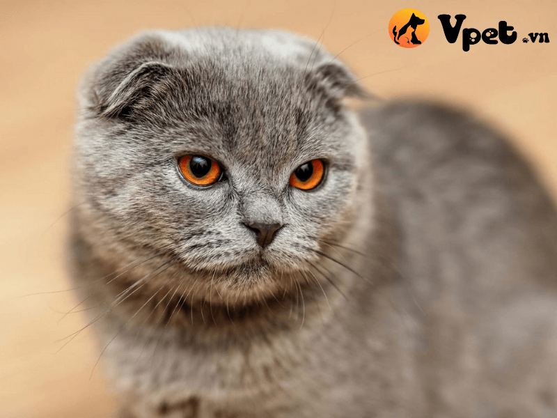 Mèo Scottish Fold tai cụp có giá bao nhiêu?