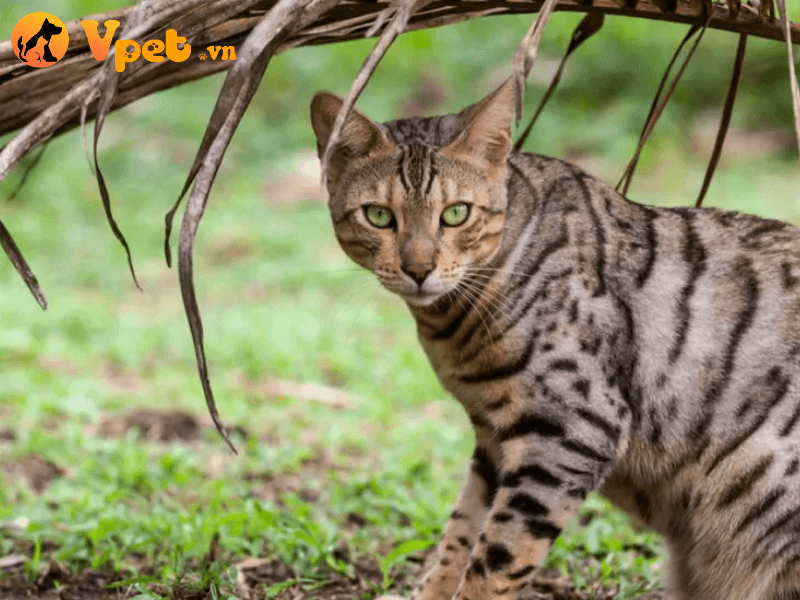 Mèo Sokoke và những đặc điểm cơ thể