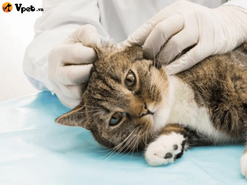 Điều trị tinh thể niệu cho mèo