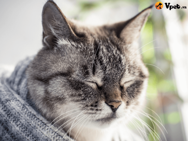 Mủ tích tụ trong khoang ngực ở mèo là gì?