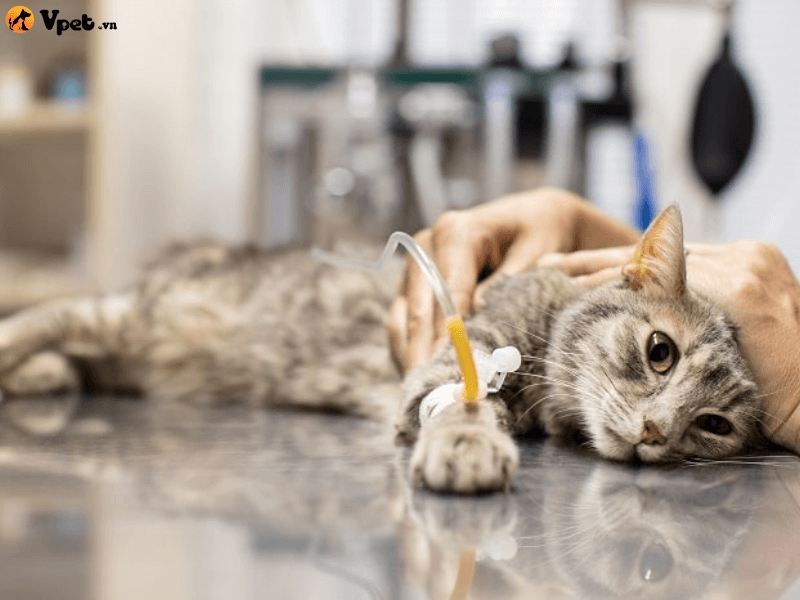Điều trị ngộ độc Carbon Monoxide cho mèo