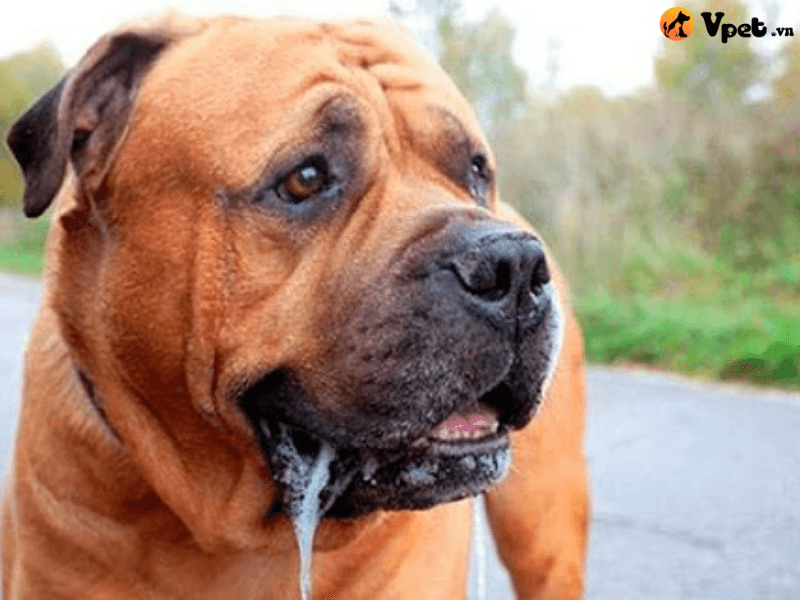 Tình trạng tăng tiết nước bọt ở chó
