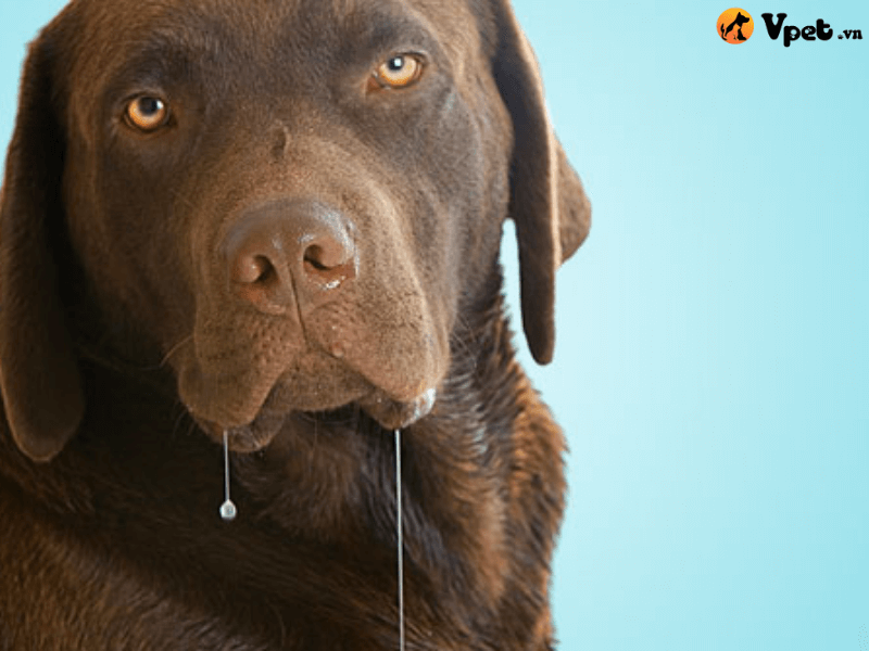 Phòng ngừa tình trạng tăng tiết nước bọt ở chó