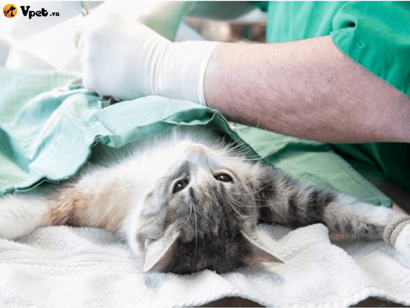 Chăm sóc mèo bị viêm thận - bể thận