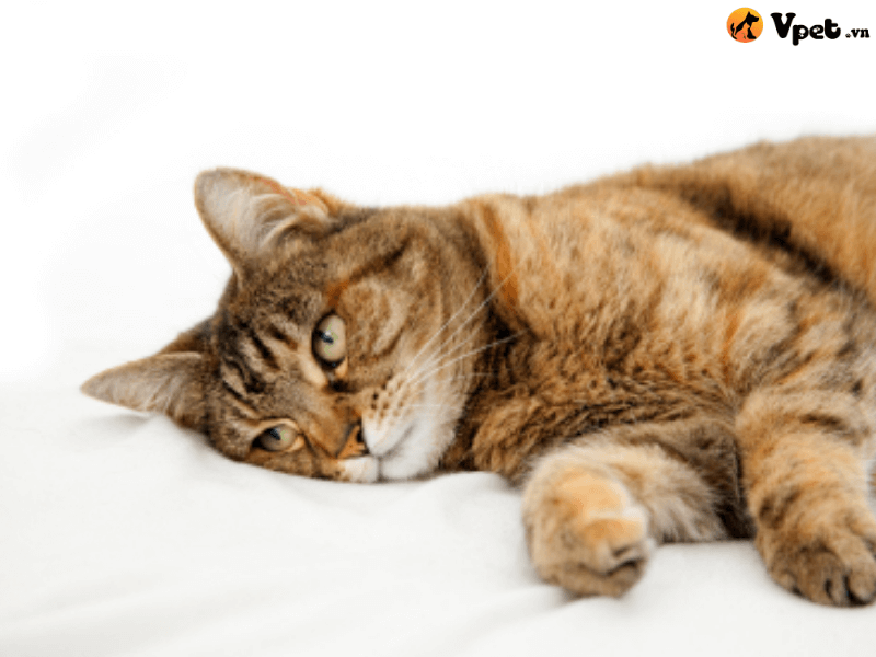Nhiễm nấm Pneumocystosis ở phổi mèo là gì?