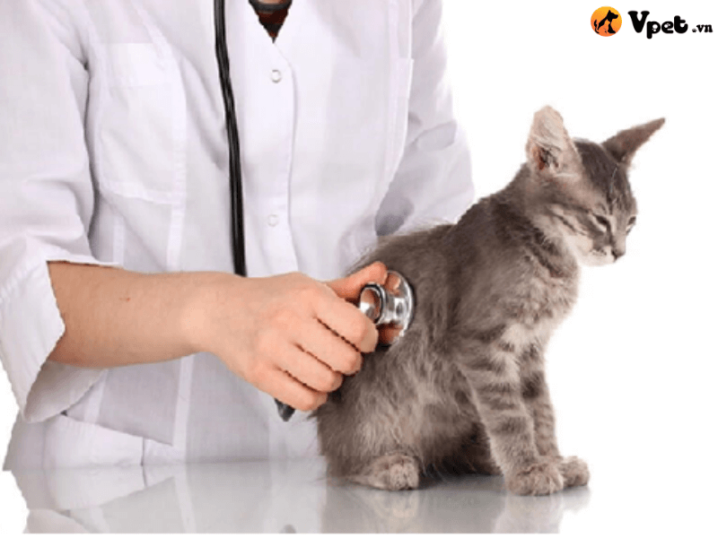 Chẩn đoán nhiễm nấm Pneumocystosis ở mèo