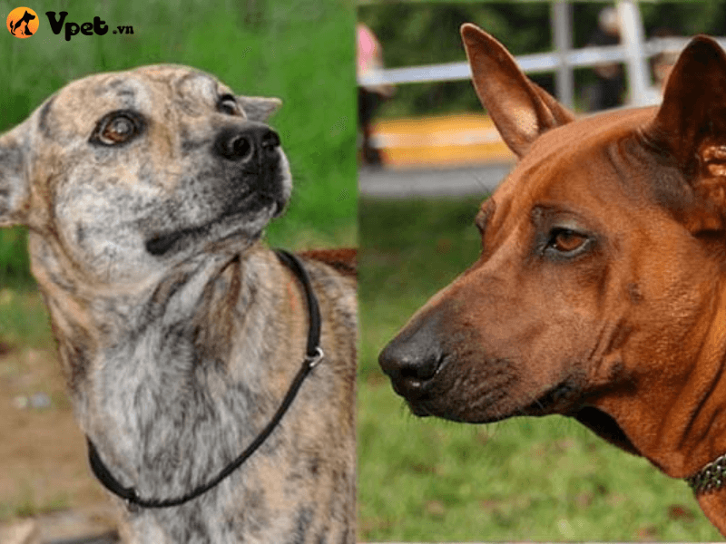 Phân biệt chó Xoáy Thái và chó Phú Quốc qua tính cách của loài