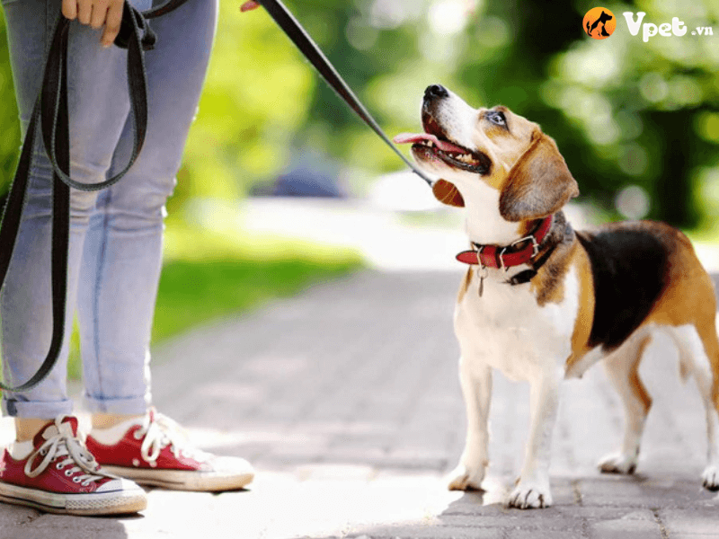 Lý do gì khiến bạn nên dắt chó đi dạo