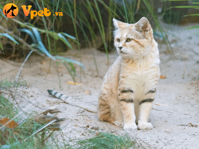 Những đặc điểm của giống mèo Sand Cat