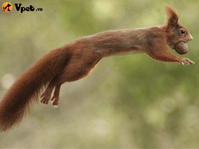 Nguồn gốc xuất xứ của Abert's Squirrel