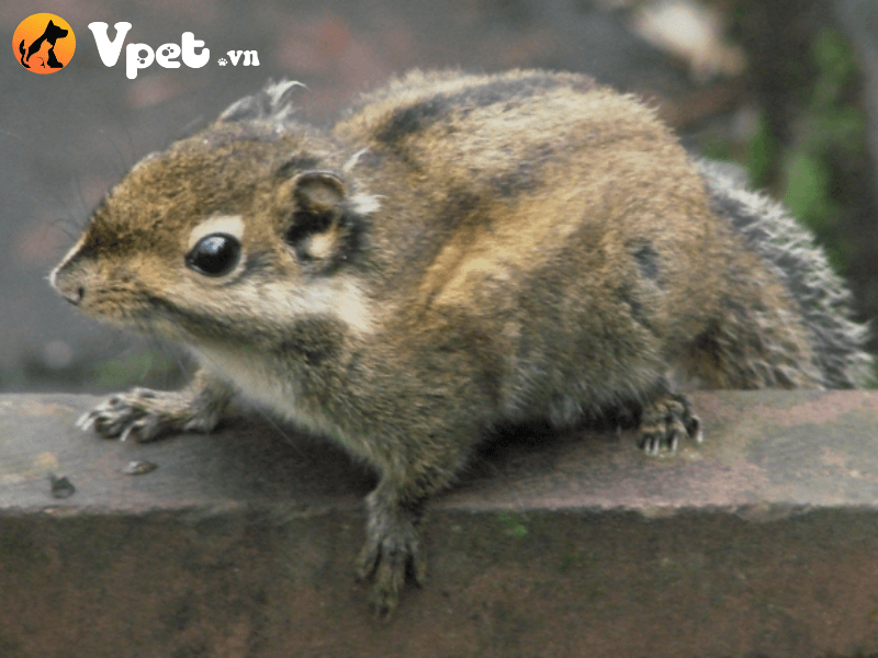 Sóc chuột Swinhoe có nguồn gốc như thế nào?