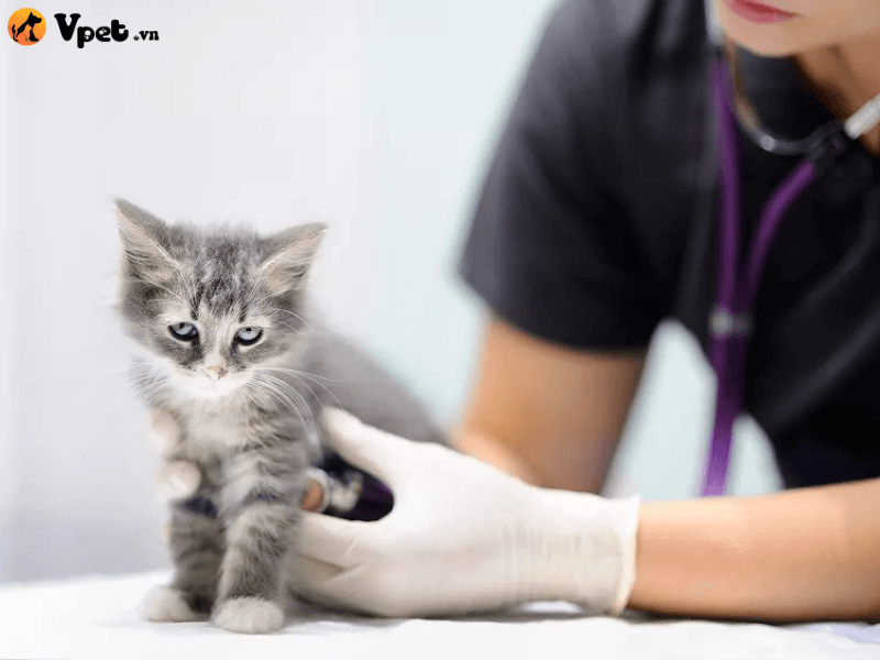 Chăm sóc mèo bị thiếu enzyme tiêu hóa