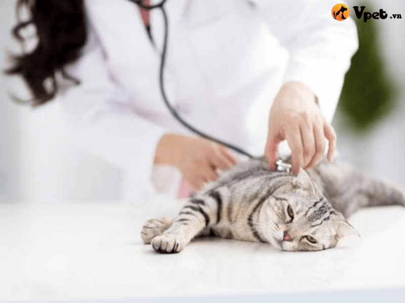 Chẩn đoán mèo bị thiếu enzyme tiêu hóa