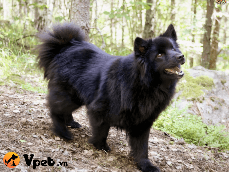 Đặc điểm của chó đen Thụy Điển