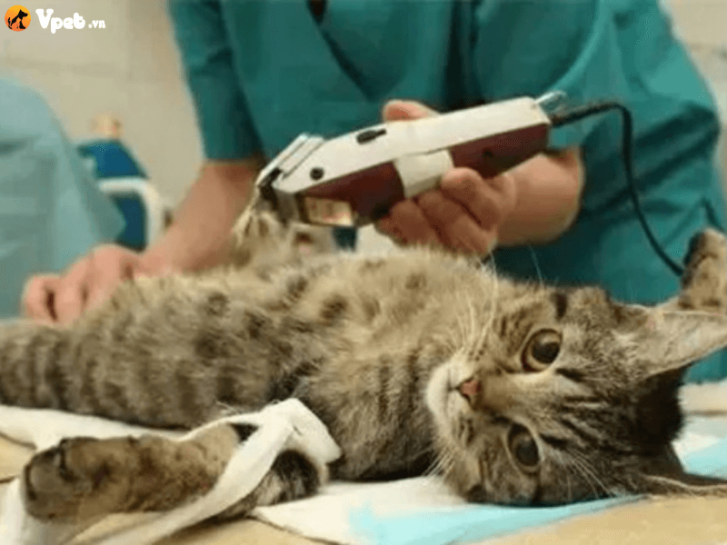 Điều trị mèo bị tắc nghẽn đường tiết niệu