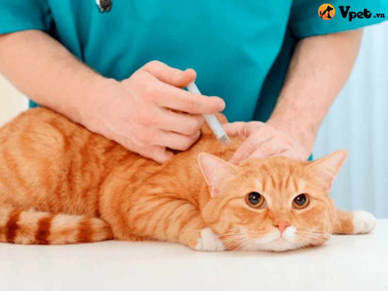 Điều trị hẹp thực quản ở mèo