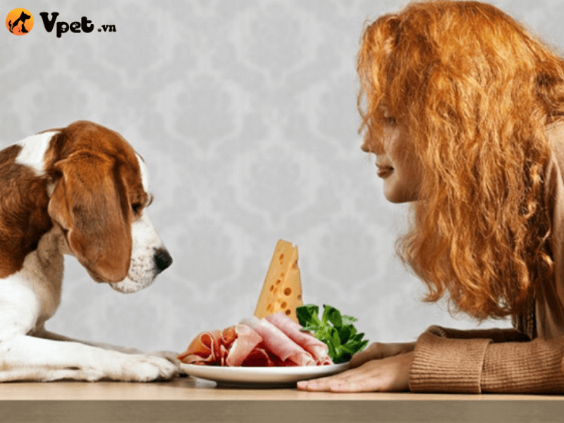 Huấn luyện thói quen ăn uống của chó