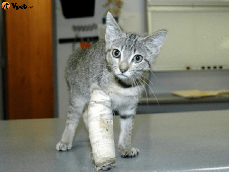 Chẩn đoán trật xương bánh chè ở mèo