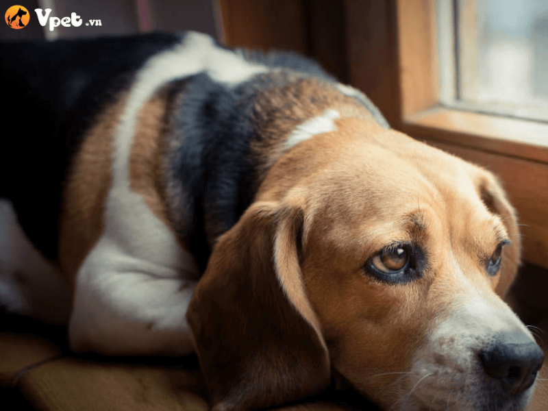 Chẩn đoán khi chó bị bệnh ung thư xương