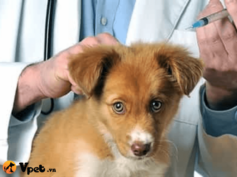 Một số loại vacxin phòng bệnh cho chó khác