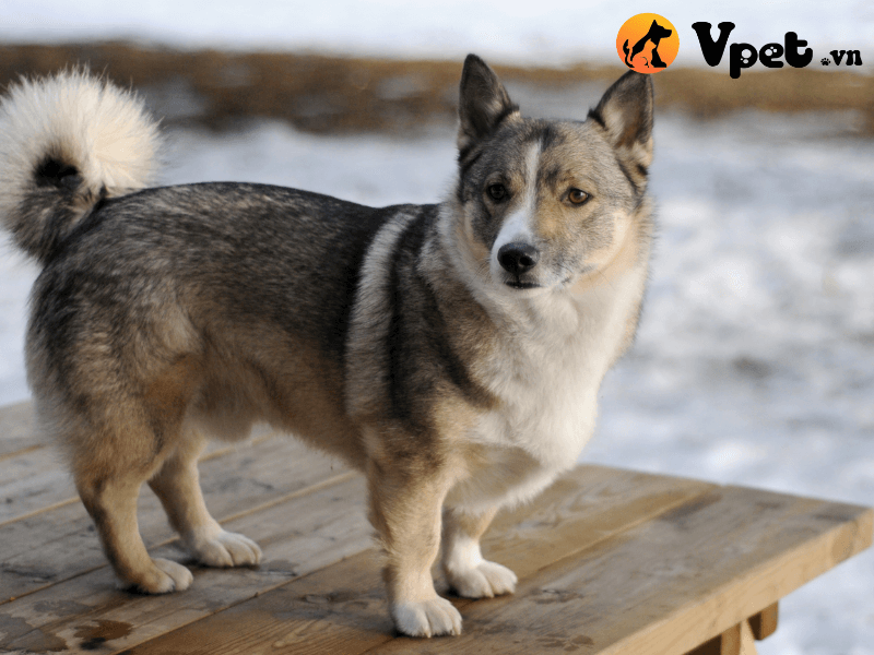 Nguồn gốc chó Vallhund Thụy Điển
