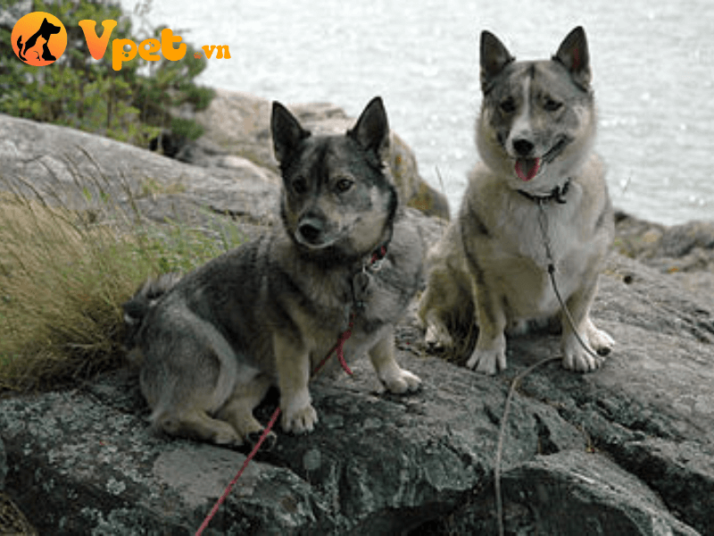 Giá thành của một chú chó Vallhund Thụy Điển
