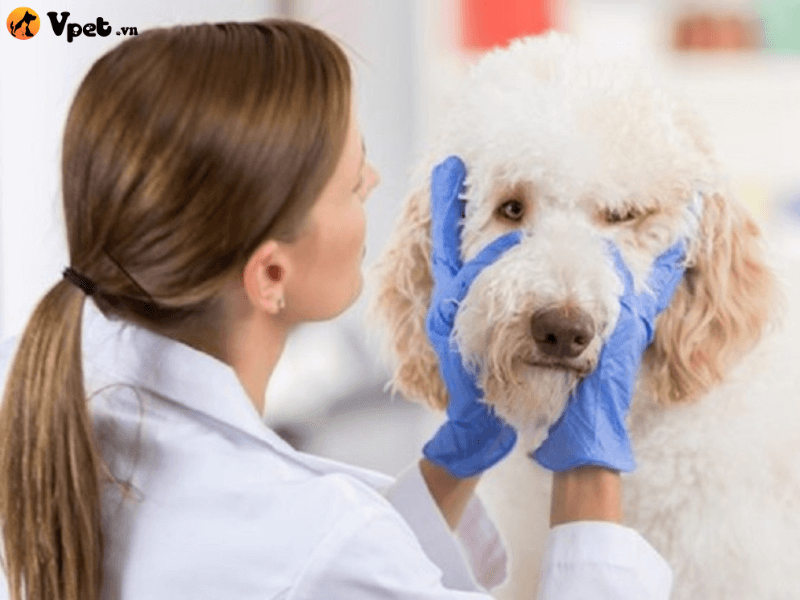 Phòng bệnh viêm tử cung ở chó