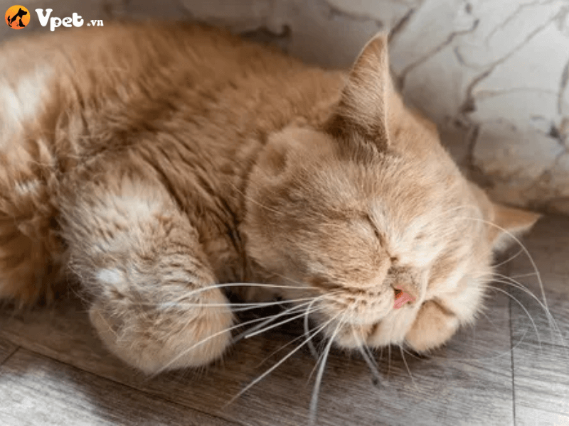 Viêm túi mật và ống mật ở mèo là bệnh gì?