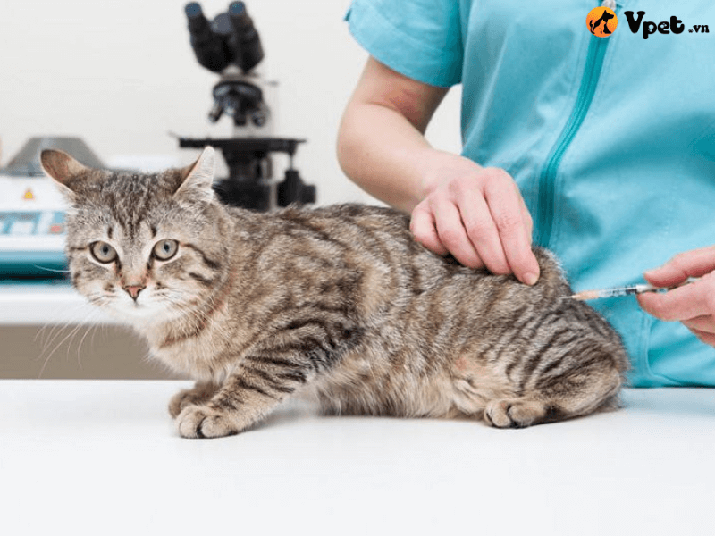 Nguyên nhân viêm túi mật và ống mật ở mèo