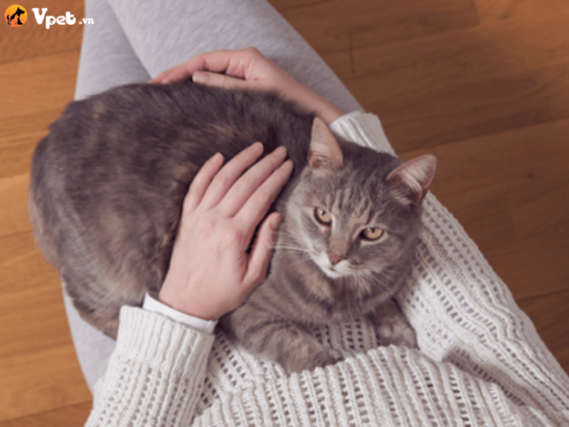 Những lưu ý khi chăm sóc mèo tại nhà