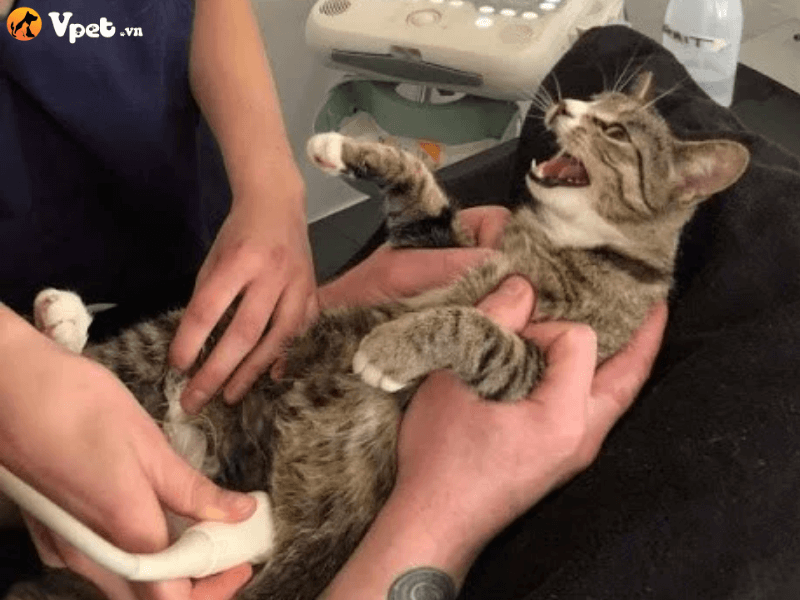 Cách tiến hành chẩn đoán viêm tủy xương cho mèo