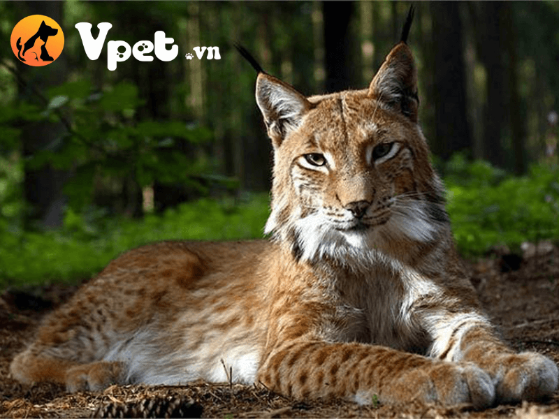 Những đặc điểm của lynx