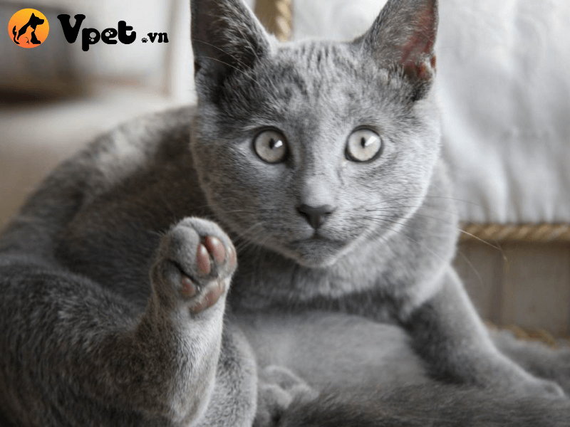 Mèo Nga mắt xanh có giá bao nhiêu?