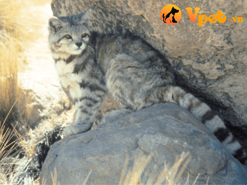 Mèo núi Andes có nguồn gốc từ đâu?