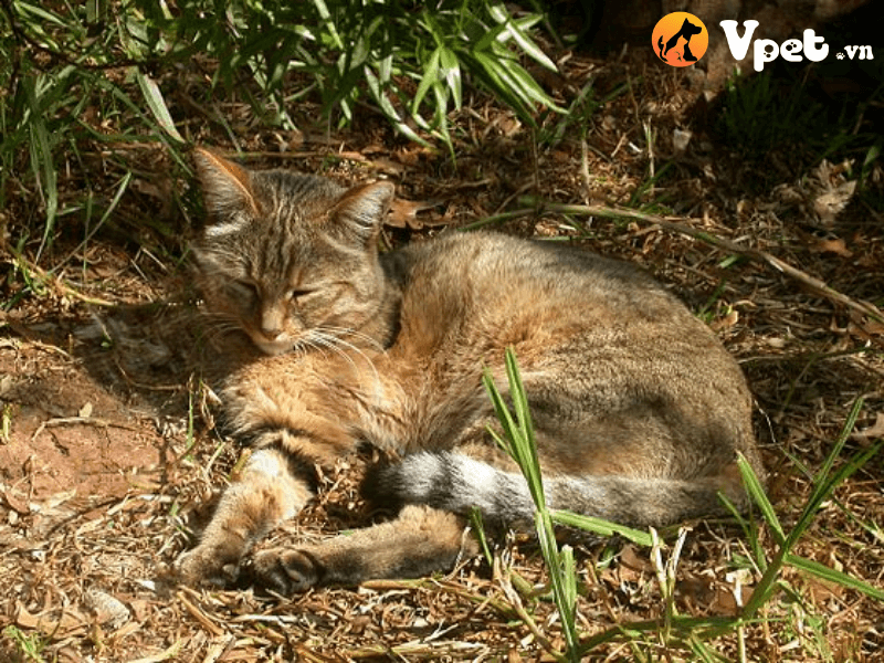 Mèo rừng Châu Phi có tính cách như thế nào?