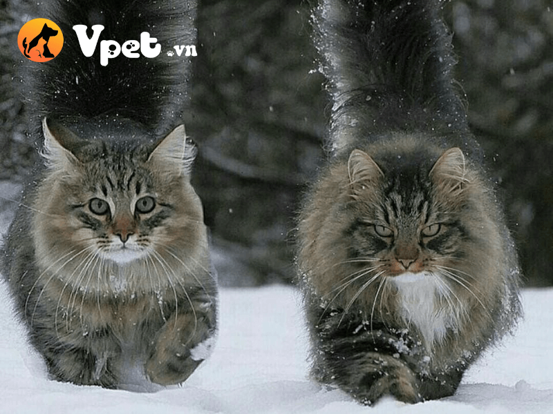 Đặc điểm của Mèo rừng Na Uy