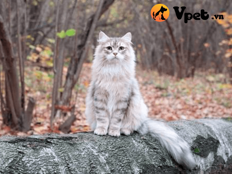 Mèo Siberian có giá bao nhiêu?