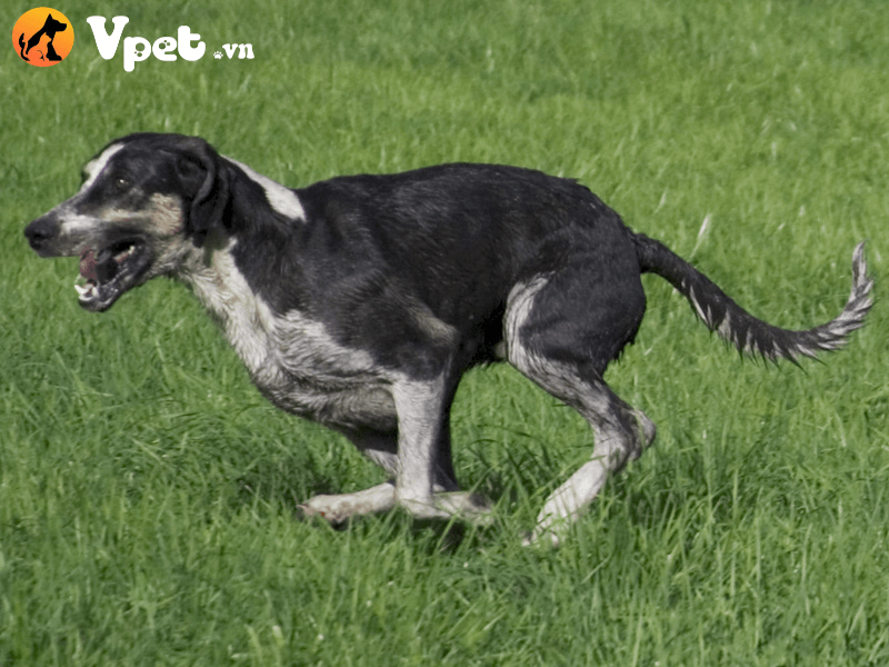 Chó săn Anh Pháp lớn đen trắng tại Vpet.vn 2