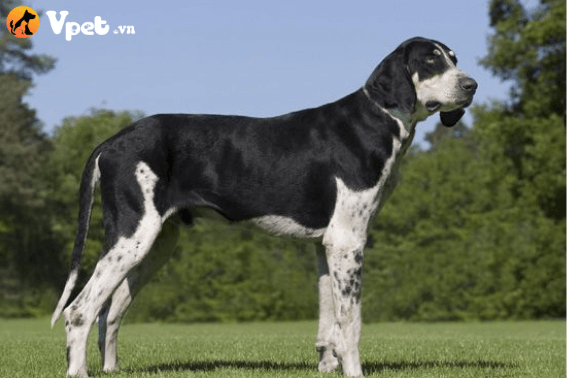 Chó săn Anh Pháp lớn đen trắng tại Vpet.vn 3