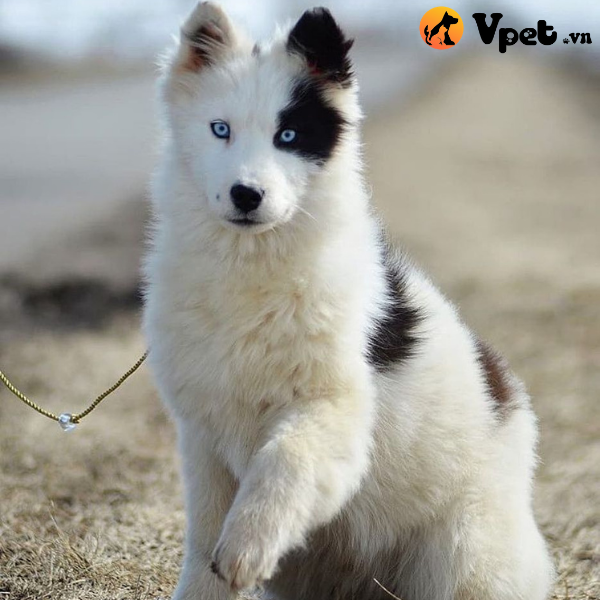 Tuổi thọ chó Yakutian Laika